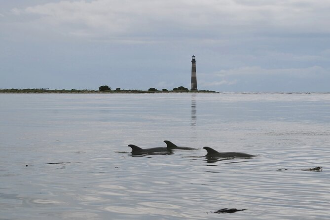 morrisdolphin tour image