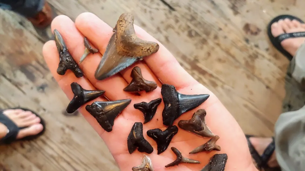 Fossil shark teeth held in hand on a sandy beach