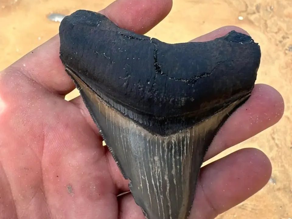 Large black megalodon tooth with intact serrations held in a guest's hand