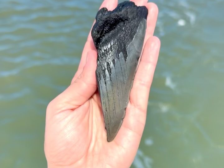 Megalodon shark tooth held up over the water off Charleston, South Carolina