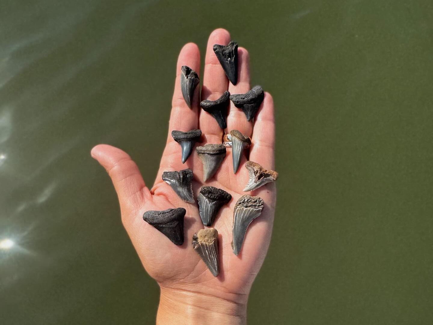 A guest's open palm holding more than a dozen fossil shark teeth found on a Charleston barrier island