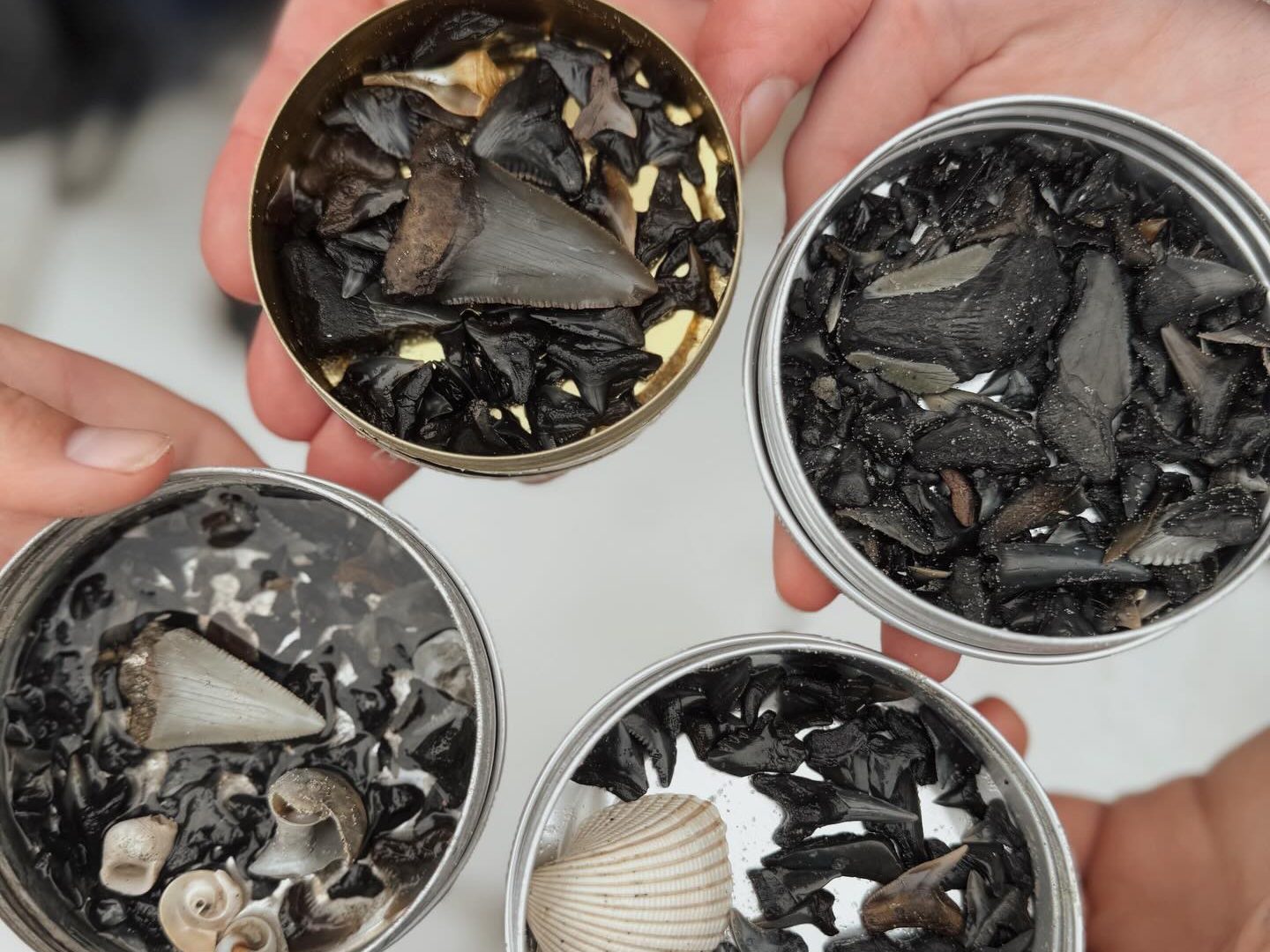 Four tins filled with fossil shark teeth and shells collected on a Charleston fossil hunting trip