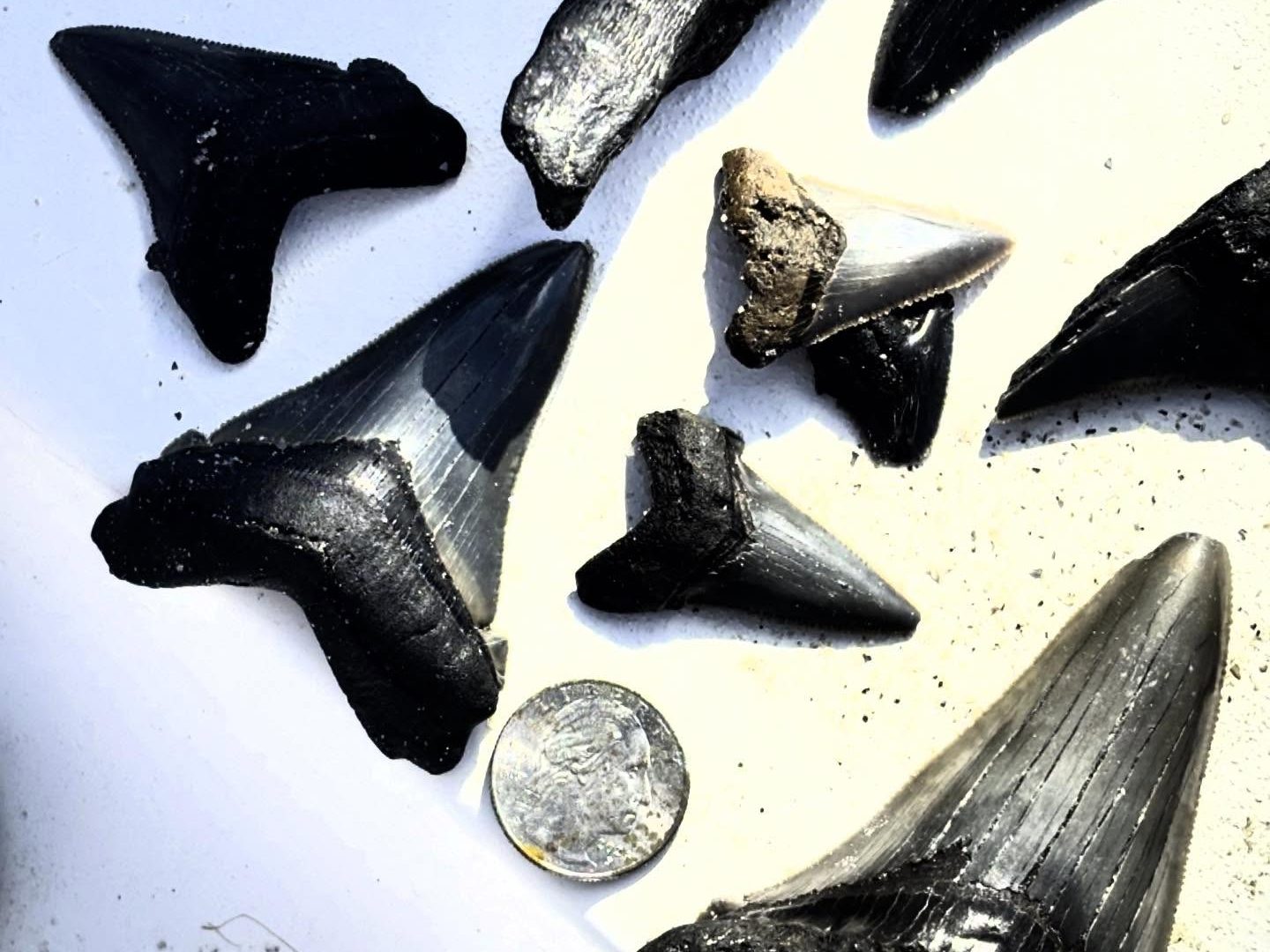Fossil shark teeth of different sizes laid out next to a coin for scale
