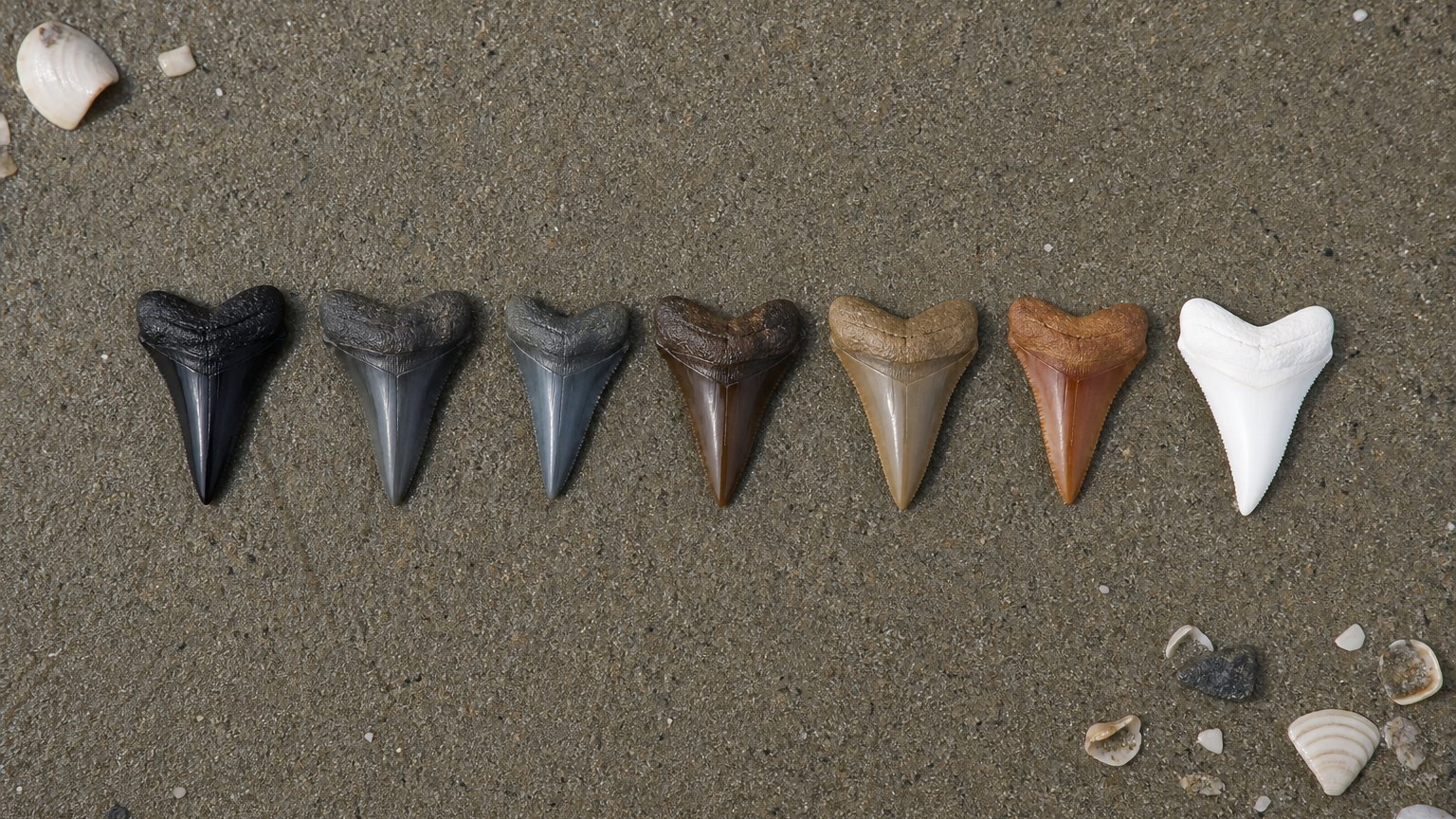 Illustration of fossil shark teeth graded black to orange beside a white modern tooth