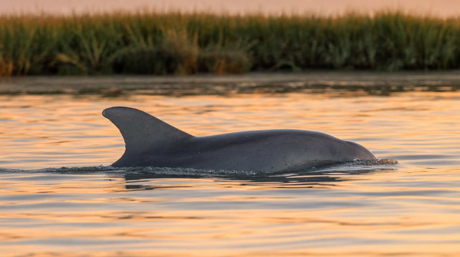 A bottlenose dolphin surfacing in calm golden-hour water along a Lowcountry marsh edge